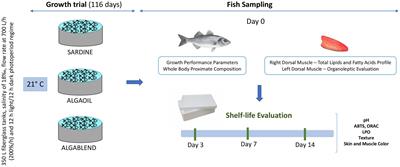 Exploring alternative marine lipid sources as substitutes for fish oil in Farmed Sea bass (Dicentrarchus labrax) and their influence on organoleptic, chemical, and nutritional properties during cold storage
